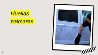 Huellas
palmares
 