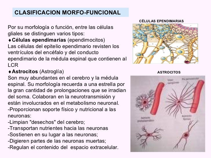 U 1 Celulas Del Sistema Nervioso