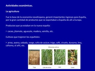Actividades económicas.

La agricultura

Fue la base de la economía novohispana, generó importantes ingresos para España,
por la gran cantidad de productos que se exportaban a España de allí a Europa.

Productos que ya estaban en la nueva españa:

• cacao, jitomate, aguacate, madera, vainilla, etc.

Cultivos que trajeron los españoles:

• arroz, avena, cebada, sorgo, caña de azúcar, trigo, café, ciruelo, durazno, lino,
cáñamo, el añil, etc.
 