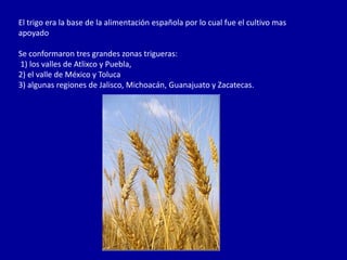 El trigo era la base de la alimentación española por lo cual fue el cultivo mas
apoyado

Se conformaron tres grandes zonas trigueras:
1) los valles de Atlixco y Puebla,
2) el valle de México y Toluca
3) algunas regiones de Jalisco, Michoacán, Guanajuato y Zacatecas.
 