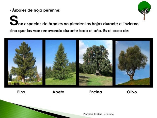 Foto Ciliegie Immagini E Vettoriali