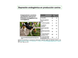 Depresión endogámica en producción canina
Influence of inbreeding on reproductive performance, ejaculate quality and testicular volume in the
dog. D.E. Wildt, E.J. Baas, P.K. Chakraborty, T.L. Wolfle, A.P. StewartTheriogenology,Volume 17, Issue 4,
April 1982, Pages 445–452
 