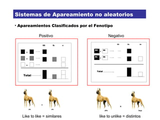 Sistemas de Apareamiento no aleatorios
• Apareamientos Clasificados por el Fenotipo
Positivo Negativo
Like to like = similares like to unlike = distintos
 