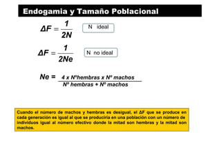 Cuando el número de machos y hembras es desigual, el ΔF que se produce en
cada generación es igual al que se produciría en una población con un número de
individuos igual al número efectivo donde la mitad son hembras y la mitad son
machos.
2N
1
ΔF =
2Ne
1
ΔF =
Endogamia y Tamaño Poblacional
N ideal
N no ideal
Ne = 4 x Nºhembras x Nº machos
Nº hembras + Nº machos
 