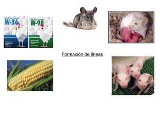 Formación de líneas
 