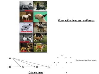 A
B C D E
Formación de razas: uniformar
A
B C D
Ejemplo de cría en línea hacia A
K E F G
H
I
XCría en línea
 