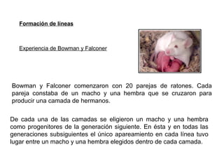 Bowman y Falconer comenzaron con 20 parejas de ratones. Cada
pareja constaba de un macho y una hembra que se cruzaron para
producir una camada de hermanos.
De cada una de las camadas se eligieron un macho y una hembra
como progenitores de la generación siguiente. En ésta y en todas las
generaciones subsiguientes el único apareamiento en cada línea tuvo
lugar entre un macho y una hembra elegidos dentro de cada camada.
Experiencia de Bowman y Falconer
Formación de líneas
 