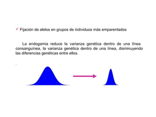  Fijación de alelos en grupos de individuos más emparentados
La endogamia reduce la varianza genética dentro de una línea
consanguínea, la varianza genética dentro de una línea, disminuyendo
las diferencias genéticas entre ellos.
.
 