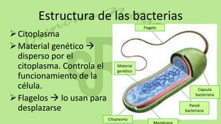 Nutrición de las bacterias
Algunas son autótrofas. Por ejemplo las
 cianobacterias.
 