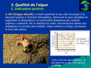 3. Qualitat de l’aigua 2. Indicadors químics 3. OD (Oxigen dissolt):   a nivell superficial el seu valor és proper a la saturació gràcies a l’activitat fotosintètica, disminuint la seva solubilitat en augmentar la temperatura i en profunditat desapareix per oxidació orgànica i respiració. Per la indústria és millor concentracions baixes que impedeixen la corrosió dels metalls). Valors inferiors a 2mg/L provoquen la mort dels peixos. Cranc mort per aigua hipòxica. Es pot observar un tapet de bacteris anaerobis 