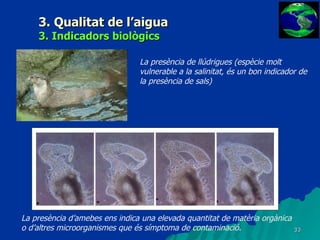 3. Qualitat de l’aigua 3. Indicadors biològics La presència de llúdrigues (espècie molt vulnerable a la salinitat, és un bon indicador de la presència de sals) La presència d’amebes ens indica una elevada quantitat de matèria orgànica o d’altres microorganismes que és símptoma de contaminació. 