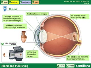 The eye Light enters through the  cornea The  iris  regulates the amount of light that enters. The  pupil  increases or de...