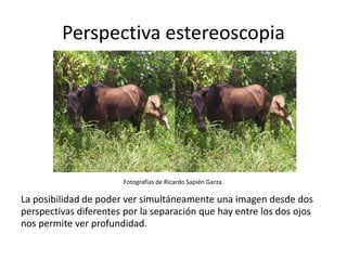 Perspectiva estereoscopia
Fotografías de Ricardo Sapién Garza.
La posibilidad de poder ver simultáneamente una imagen desde dos
perspectivas diferentes por la separación que hay entre los dos ojos
nos permite ver profundidad.
 