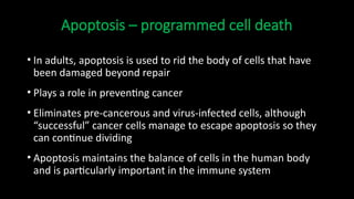 Understanding Apoptosis: Programmed Cell Death in Biology | PPTX