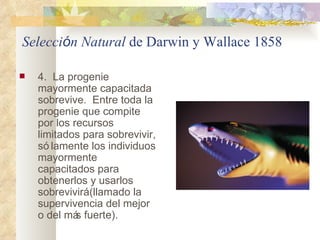 Selecci ó n Natural  de  Darwin y Wallace 1858 <ul><li>4.  La progenie mayormente capacitada sobrevive.  Entre toda la pro...