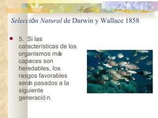 Selecci ó n Natural  de  Darwin y Wallace 1858 <ul><li>5.  Si las características de los organismos más capaces son hereda...