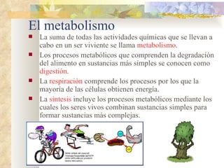 El metabolismo <ul><li>La suma de todas las actividades químicas que se llevan a cabo en un ser viviente se llama  metabol...