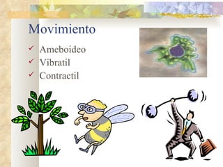 Movimiento <ul><li>Ameboideo </li></ul><ul><li>Vibratil </li></ul><ul><li>Contractil </li></ul>