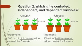 Question 2: Which is the controlled,
independent, and dependent variables?
Treatment:
200 mL of plain water twice
a week for 3 weeks
18 cm tall 32 cm tall
Group A Group B
Treatment:
200 mL of fertilizer solution
twice a week for 3 weeks
 