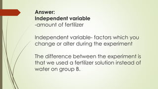 Answer:
Independent variable
-amount of fertilizer
Independent variable- factors which you
change or alter during the experiment
The difference between the experiment is
that we used a fertilizer solution instead of
water on group B.
 