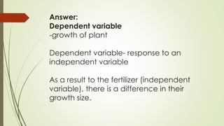 Answer:
Dependent variable
-growth of plant
Dependent variable- response to an
independent variable
As a result to the fertilizer (independent
variable), there is a difference in their
growth size.
 