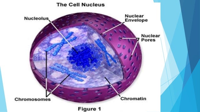 Cell Nucleus