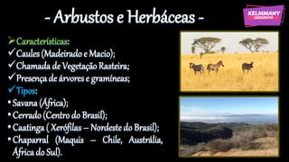 - Arbustos e Herbáceas -
➢Características:
✓Caules(Madeirado e Macio);
✓Chamadade Vegetação Rasteira;
✓Presença de árvorese gramíneas;
✓Tipos:
•Savana(África);
•Cerrado(Centrodo Brasil);
•Caatinga( Xerófilas– Nordestedo Brasil);
•Chaparral (Maquis – Chile, Austrália,
África do Sul).
 