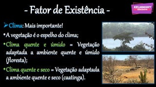 - Fator de Existência -
➢Clima: Maisimportante!
•A vegetação é o espelho do clima;
•Clima quente e úmido = Vegetação
adaptada a ambiente quente e úmido
(floresta);
•Clima quente e seco = Vegetação adaptada
a ambiente quente e seco (caatinga).
 