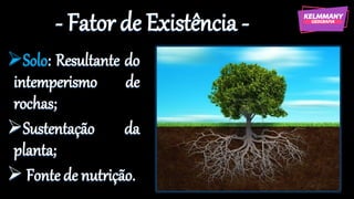 - Fator de Existência -
➢Solo: Resultante do
intemperismo de
rochas;
➢Sustentação da
planta;
➢ Fonte de nutrição.
 