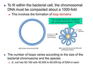ORGANIZATION OF GENETIC MATERIAL | PPT