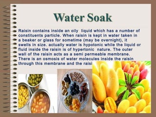 Raisin contains inside an oily liquid which has a number of
constituents particle. When raisin is kept in water taken in
a beaker or glass for sometime (may be overnight), it
swells in size. actually water is hypotonic while the liquid or
fluid inside the raisin is of hypertonic nature. The outer
wall of the raisin acts as a semi permeable membrane.
There is an osmosis of water molecules inside the raisin
through this membrane and the raisin slowly swell in size.
 
