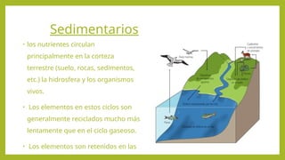 Sedimentarios
• los nutrientes circulan
principalmente en la corteza
terrestre (suelo, rocas, sedimentos,
etc.) la hidrosfera y los organismos
vivos.
• Los elementos en estos ciclos son
generalmente reciclados mucho más
lentamente que en el ciclo gaseoso.
• Los elementos son retenidos en las
rocas sedimentarias durante largos
periodos. Ejemplos de este tipo de
ciclos son el Fósforo el AZUFRE.
 