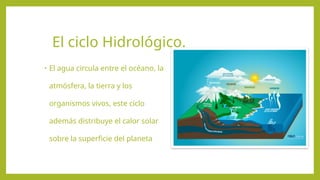 El ciclo Hidrológico.
• El agua circula entre el océano, la
atmósfera, la tierra y los
organismos vivos, este ciclo
además distribuye el calor solar
sobre la superficie del planeta
 