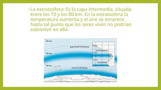 • La estratosfera: Es la capa intermedia, situada
entre los 10 y los 80 km. En la estratosfera la
temperatura aumenta y el aire se enrarece
hasta tal punto que los seres vivos no podrían
sobrevivir en ella.
 