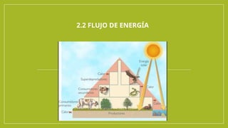 2.2 FLUJO DE ENERGÍA
 