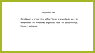 Los productores
• Constituyen el primer nivel trófico. Toman la energía del sol, y la
transforman en moléculas orgánicas ricas en carbohidratos,
lípidos, y azúcares.
 