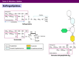 Tema 2: Glúcidos y lípidos. Esfingolípidos. 
