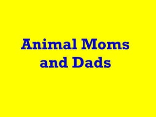 Animal Moms and Dads 
