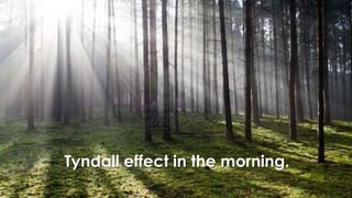 Tyndall effect in the morning.
 