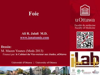 Foie Ali R. Jalali  M.D. www.ianatomie.com Dessin:   M. Mazen Younes (Meds 2013) Financé par: le Cabinet du Vice-recteur aux études, uOttawa 