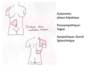 1 modèle de organe anatomique de pancréas de foie humain outil denseignement médical matériel didactique MagiDeal 1  