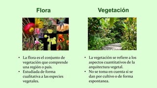 Flora Vegetación
• La vegetación se refiere a los
aspectos cuantitativos de la
arquitectura vegetal.
• No se toma en cuenta si se
dan por cultivo o de forma
espontanea.
• La flora es el conjunto de
vegetación que comprende
una región o país.
• Estudiada de forma
cualitativa a las especies
vegetales.
 
