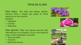 TIPOS DE FLORA
Flora nativa: Son todas esas plantas, árboles,
arbustos, flores o hongos que surgen de forma
natural en un sitio concreto.
Ejemplos
• Orquídeas
• Claveles
• Heliconias
Flora agrícola: Todas esas especies que han sido
cultivadas por el ser humano, ya sea a nivel agrícola
como a nivel ornamental o de jardín.
• Rosas de jardín
• Girasoles
• Injertación (cacao)
 