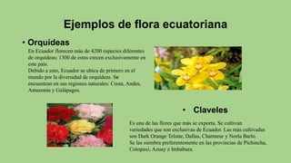 Ejemplos de flora ecuatoriana
• Orquídeas
En Ecuador florecen más de 4200 especies diferentes
de orquídeas; 1300 de estas crecen exclusivamente en
este país.
Debido a esto, Ecuador se ubica de primero en el
mundo por la diversidad de orquídeas. Se
encuentran en sus regiones naturales: Costa, Andes,
Amazonía y Galápagos.
Es una de las flores que más se exporta. Se cultivan
variedades que son exclusivas de Ecuador. Las más cultivadas
son Dark Orange Telstar, Dallas, Charmeur y Norla Barlo.
Se las siembra preferentemente en las provincias de Pichincha,
Cotopaxi, Azuay e Imbabura.
• Claveles
 