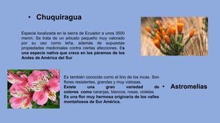 • Chuquiragua
Especie localizada en la sierra de Ecuador a unos 3500
msnm. Se trata de un arbusto pequeño muy valorado
por su uso como leña, además de supuestas
propiedades medicinales contra ciertas afecciones. Es
una especie nativa que crece en los páramos de los
Andes de América del Sur
• Astromelias
Es también conocida como el lirio de los incas. Son
flores resistentes, grandes y muy vistosas.
Existe una gran variedad de
colores como naranjas, blancos, rosas, violetas
Es una flor muy hermosa originaria de los valles
montañosos de Sur América.
 