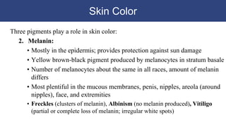 Skin Color
Three pigments play a role in skin color:
2. Melanin:
• Mostly in the epidermis; provides protection against sun damage
• Yellow brown-black pigment produced by melanocytes in stratum basale
• Number of melanocytes about the same in all races, amount of melanin
differs
• Most plentiful in the mucous membranes, penis, nipples, areola (around
nipples), face, and extremities
• Freckles (clusters of melanin), Albinism (no melanin produced), Vitiligo
(partial or complete loss of melanin; irregular white spots)
 