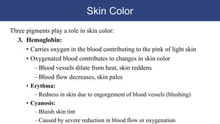 Skin Color
Three pigments play a role in skin color:
3. Hemoglobin:
• Carries oxygen in the blood contributing to the pink of light skin
• Oxygenated blood contributes to changes in skin color
–Blood vessels dilate from heat, skin reddens
–Blood flow decreases, skin pales
• Erythma:
– Redness in skin due to engorgement of blood vessels (blushing)
• Cyanosis:
– Bluish skin tint
– Caused by severe reduction in blood flow or oxygenation
 