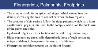 Fingerprints, Palmprints, Footprints
• The stratum basale forms epidermal ridges, which extend into the
dermis, increasing the area of contact between the two regions.
• The contours of skin surface follow the ridge patterns, which vary from
small conical pegs (in thin skin) to the complex whorls on the thick skin
of the palms and soles.
• Epidermal ridges increases friction and acts like tiny suction cups.
• Ridge contours are genetically determined; those of each person are
unique and do not change over the course of a lifetime.
• Fingerprints are ridge patterns on the tips of fingers!
 