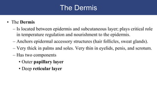 The Dermis
• The Dermis
– Is located between epidermis and subcutaneous layer; plays critical role
in temperature regulation and nourishment to the epidermis.
– Anchors epidermal accessory structures (hair follicles, sweat glands).
– Very thick in palms and soles. Very thin in eyelids, penis, and scrotum.
– Has two components
• Outer papillary layer
• Deep reticular layer
 