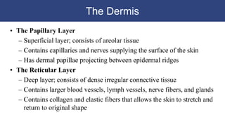 The Dermis
• The Papillary Layer
– Superficial layer; consists of areolar tissue
– Contains capillaries and nerves supplying the surface of the skin
– Has dermal papillae projecting between epidermal ridges
• The Reticular Layer
– Deep layer; consists of dense irregular connective tissue
– Contains larger blood vessels, lymph vessels, nerve fibers, and glands
– Contains collagen and elastic fibers that allows the skin to stretch and
return to original shape
 